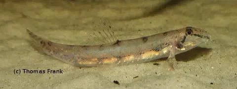 Kottelatlimia hipporhynchos