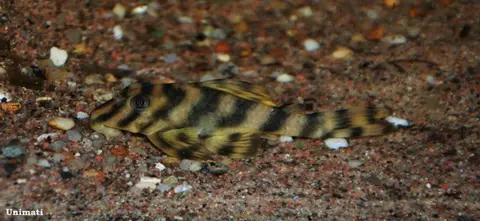 Peckoltia sp.
