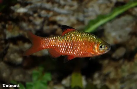 玫瑰鲫