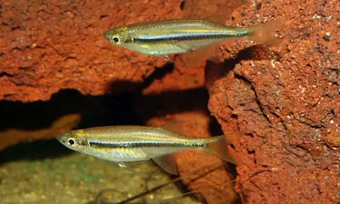 Laubuka fasciata