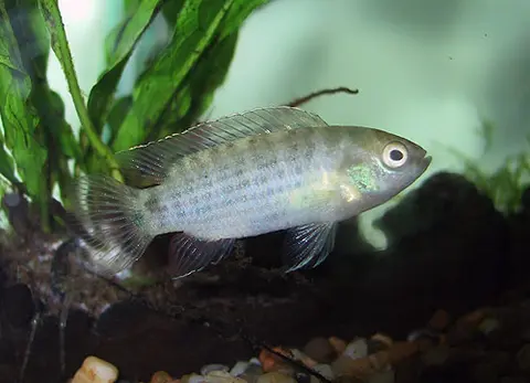 Badis siamensis