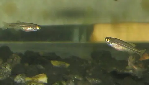 Danio dangila