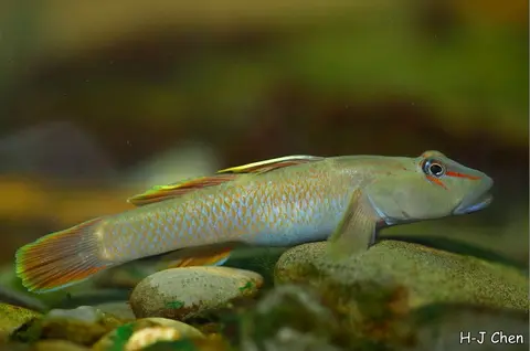 明潭吻鰕虎鱼