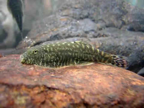 Gastromyzon sp. 'SK01'