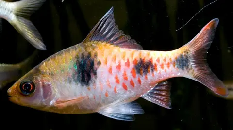 Dawkinsia rubrotinctus