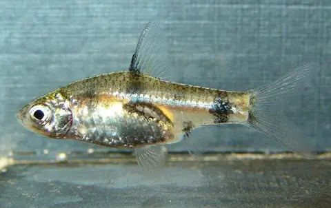 Pethia aurea