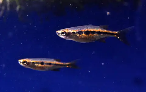印度元宝鳊