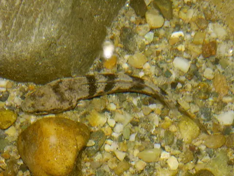 Channa sp. 'five stripe'