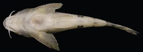 Hoplisoma lacrimostigmata