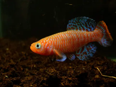 拉氏假鳃鮰
