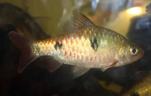 Dawkinsia rubrotinctus