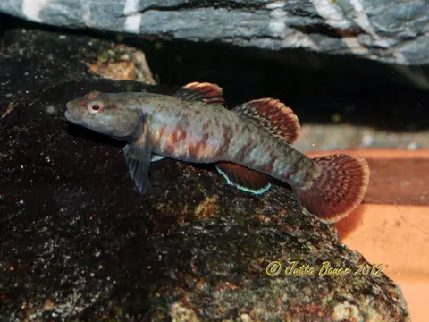 Rhinogobius zhoui