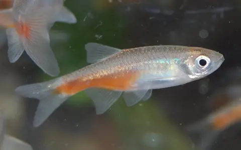泉水斑马鱼