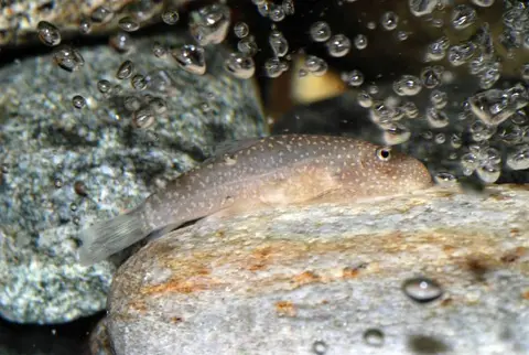 Gastromyzon stellatus