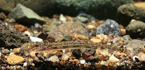 Acanthopsoides molobrion
