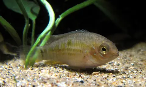 Laetacara araguaiae