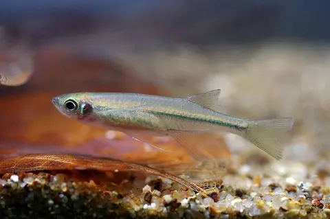 Laubuka fasciata