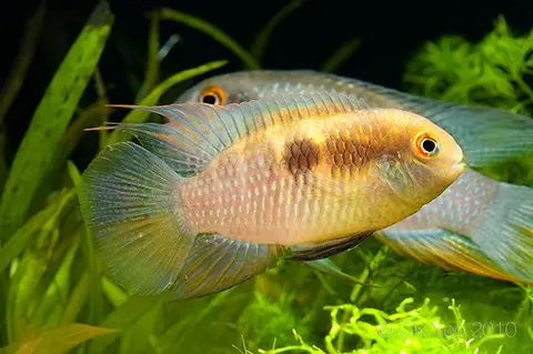 Laetacara fulvipinnis