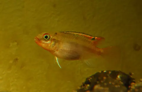Congochromis sabinae