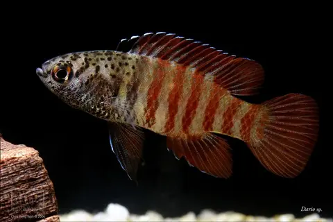 Dario tigris