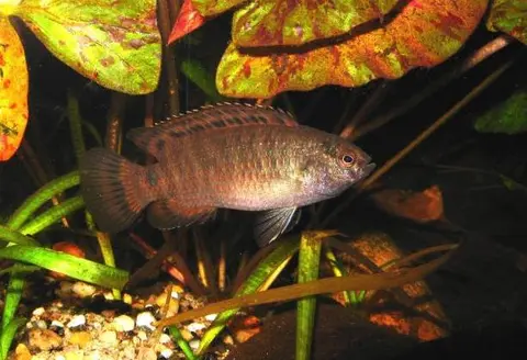 Badis khwae