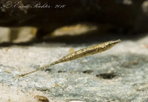 Indostomus crocodilus