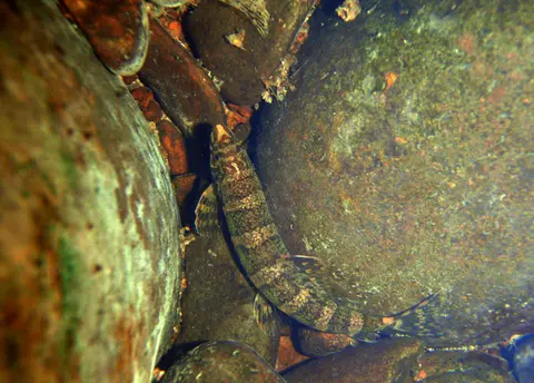 Serpenticobitis zonata