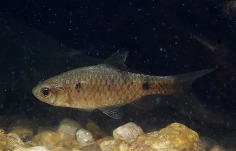 Pethia pookodensis