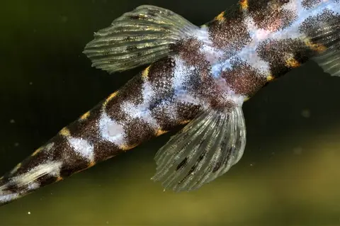 Erromyzon sp. 'ER02'