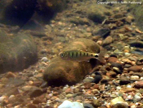 Opsarius signicaudus