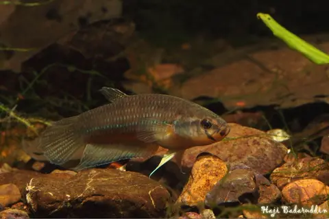 Betta antoni