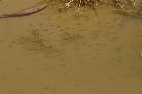 Apricaphanius baeticus