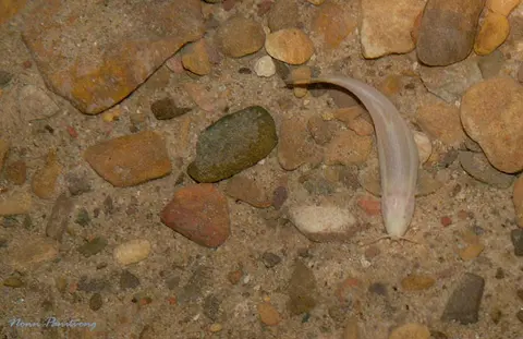 Schistura deansmarti