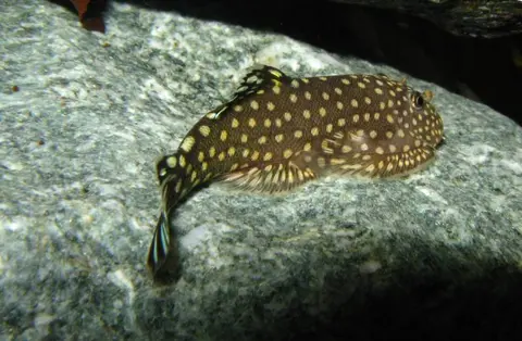 Gastromyzon scitulus