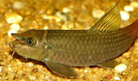 Garra sp. 'redtail'