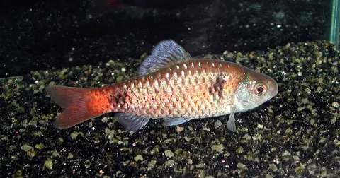 Pethia tiantian