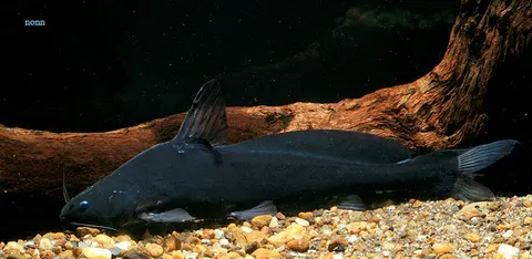 Bagrichthys obscurus