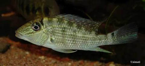 Satanoperca mapiritensis