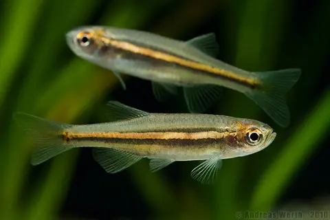 Danio jaintianensis