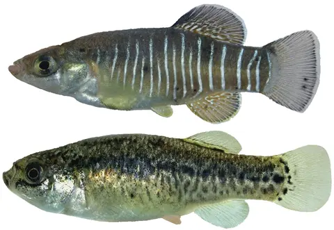 Esmaeilius arakensis