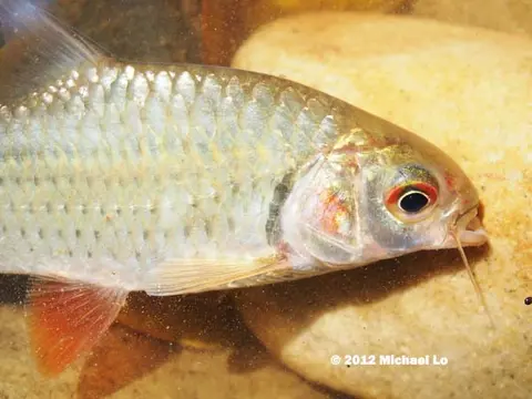 Systomus orphoides