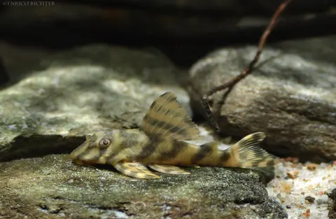 Peckoltia sp.