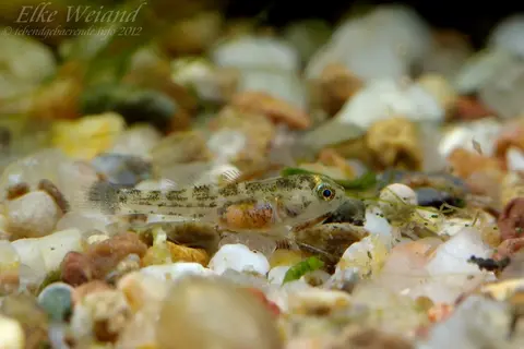 沙漠虾虎