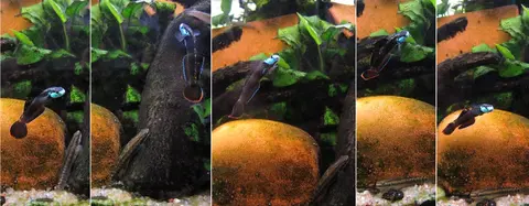 Stiphodon ornatus