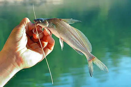 辛格鳠