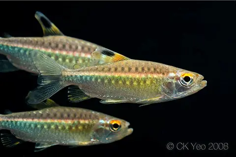 点鳍红眼脂鲤