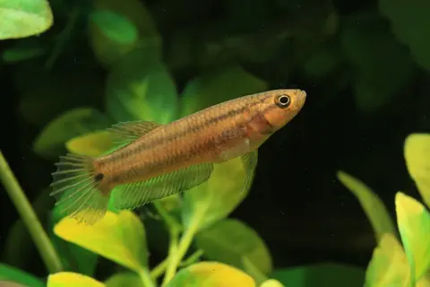 大口抟鱼