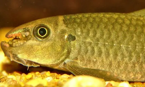 Garra sp. 'redtail'