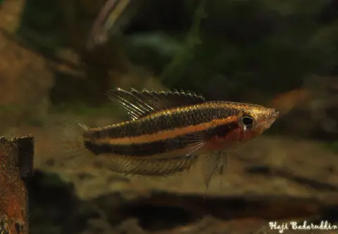 Parosphromenus allani