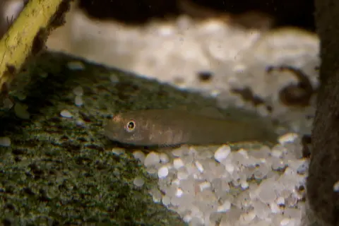 短吻红斑吻鰕虎鱼